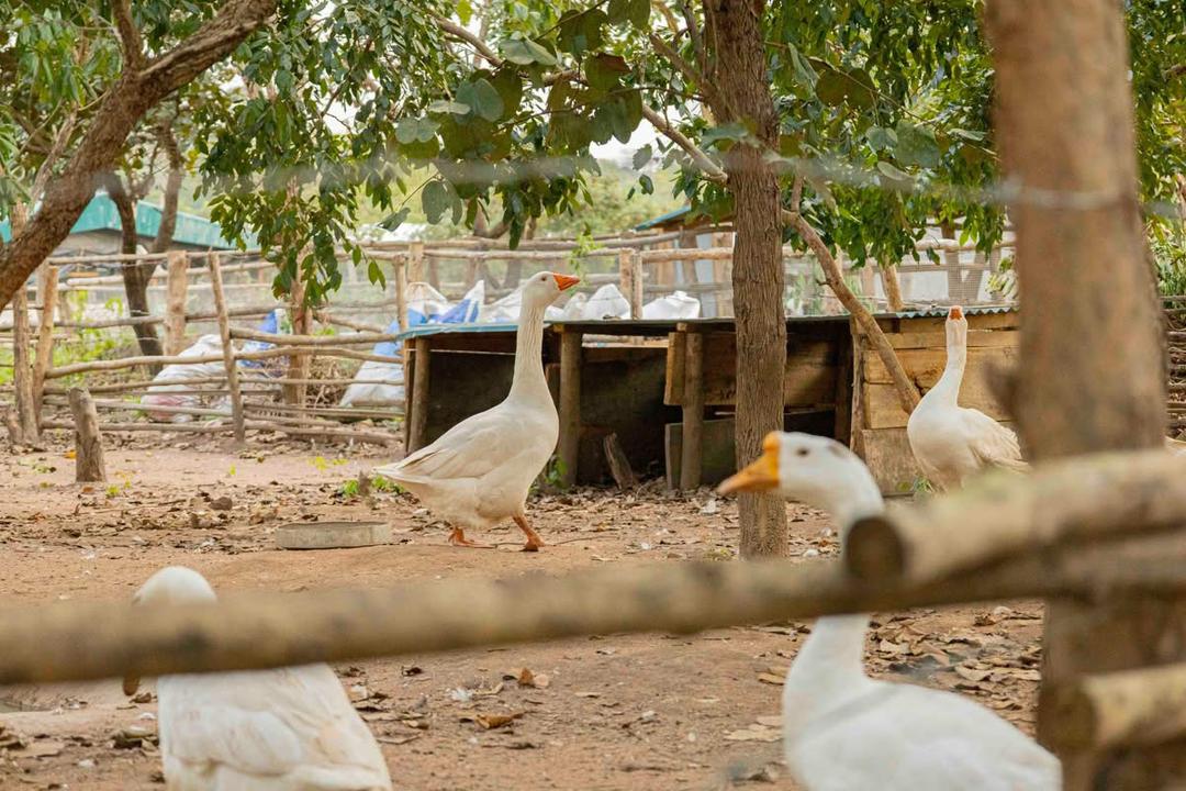 Zoo Baoulé